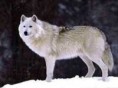 /album/photo-gallery-soorten-wolven/bernards-wolf-jpg/